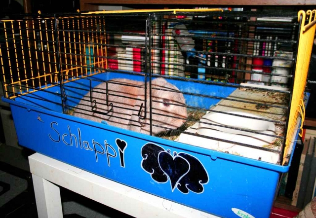 Tier Infos & Tier News @ Tier-News-247.de | aktion tier - menschen f�r tiere e.V.