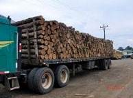 Tier Infos & Tier News @ Tier-News-247.de | Life Forestry Switzerland AG