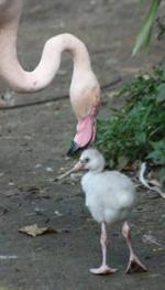 Zoo-News-247.de - Zoo Infos & Zoo Tipps | Foto: Flamingokken mit Mutter am Ufer des Sambesi.