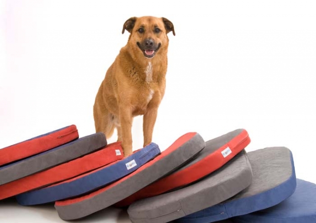 Hunde Infos & Hunde News @ Hunde-Info-Portal.de | DoggyBed & CatBed