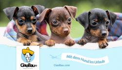 Hunde Infos & Hunde News @ Hunde-Info-Portal.de | Foto: CiaoBau - Reisecommunity & Urlaub mit Hund online buchen.