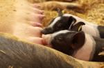 Foto: Tierkinder sind immer ein Besuchermagnet. |  Landwirtschaft News & Agrarwirtschaft News @ Agrar-Center.de