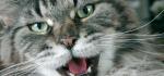 Katzen Infos & Katzen News @ Katzen-Info-Portal.de. Foto: Viele Katzen haben durch einseitige Ernhrung mit Feuchtnahrung groe Probleme mit Zahnausfall oder Maulgeruch.