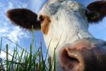 Khe gehren zum Landleben! |  Landwirtschaft News & Agrarwirtschaft News @ Agrar-Center.de