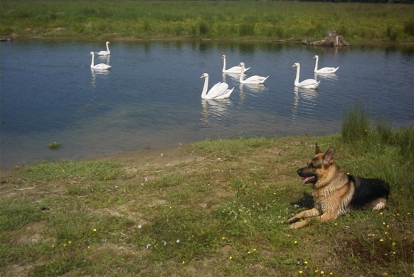 Hunde Infos & Hunde News @ Hunde-Info-Portal.de | Bund Deutscher Tierfreunde e.V.