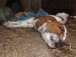 Foto: Dieses tote Kalb wurde im Datzetaler Hof illegal entsorgt  PETA. |  Landwirtschaft News & Agrarwirtschaft News @ Agrar-Center.de