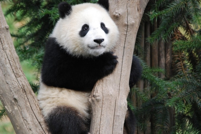 China-News-247.de - China Infos & China Tipps | Pandaworld.de /  Filos Media e.K.