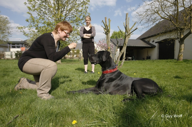 Hunde Infos & Hunde News @ Hunde-Info-Portal.de | Hundeschule KYNOS