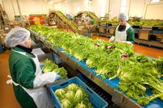 Nahrungsmittel & Ernhrung @ Lebensmittel-Page.de | Foto: Bonduelle Mitarbeiter im Werk Straelen verlesen die einzelnen Salate.
