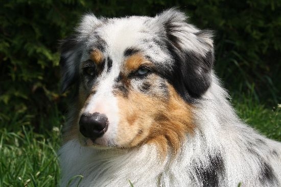 Hunde Infos & Hunde News @ Hunde-Info-Portal.de | Dean - ein Aussie Deckrde