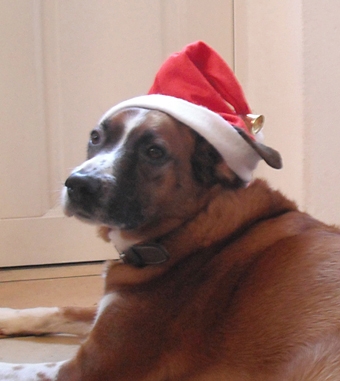 Tier Infos & Tier News @ Tier-News-247.de | Hunde als Weihnachtsgeschenk nur mit Vorbereitung 