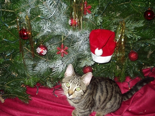Katzen Infos & Katzen News @ Katzen-Info-Portal.de | tierhilfe e.V. Strasburg warnt: Tiere sind keine Weihnachtsgeschenke