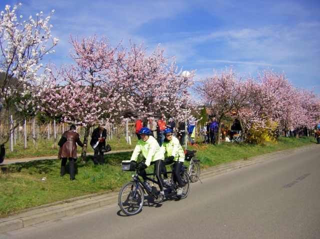 Hotel Infos & Hotel News @ Hotel-Info-24/7.de | Die Mandelblte in der Pfalz kann man besonders gut mit dem Rad erleben - auch mit dem Tandem oder besonders bequem mit dem Pedelec.