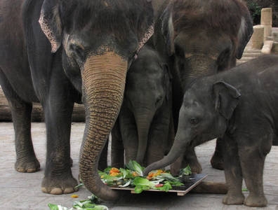 Zoo-News-247.de - Zoo Infos & Zoo Tipps | Soraya lßt sich ihre 