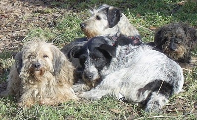 Tier Infos & Tier News @ Tier-News-247.de | Hunde