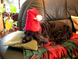 Tier Infos & Tier News @ Tier-News-247.de | Tiere sind keine Weihnachtsgeschenke