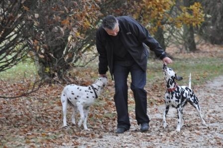 Katzen Infos & Katzen News @ Katzen-Info-Portal.de | Ein Spaziergang mit Hunden entspannt Hund und Halter - aber fr den Fall der Flle sollte man gerstet sein