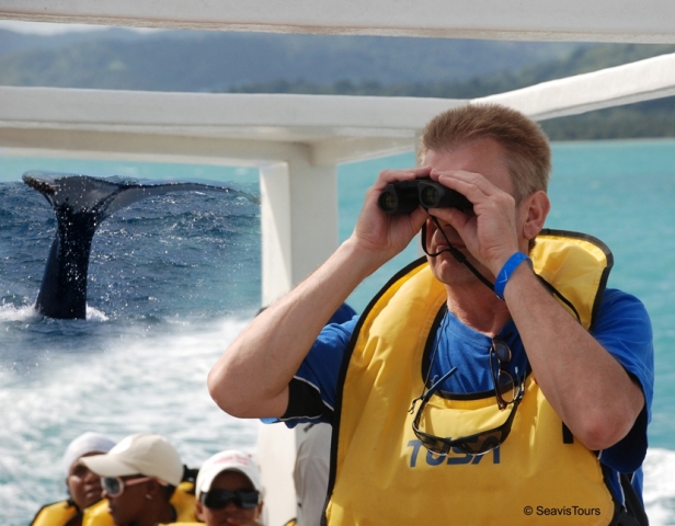 Oesterreicht-News-247.de - sterreich Infos & sterreich Tipps | Whale Watching mit SeavisTours