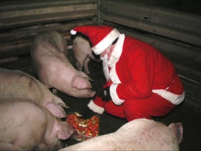 Tier Infos & Tier News @ Tier-News-247.de | Weihnachtsmann bei den Tieren