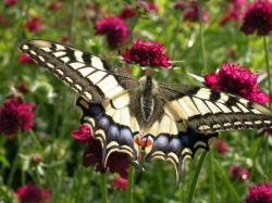 Orchideen-Seite.de - rund um die Orchidee ! | Foto: In Sddeutschland, sterreich und der Schweiz sieht man den aufflligsten Schmetterling Mitteleuropas hufiger - hier sitzt der Schwalbenschwanz auf einer Skabiose (Scabiosa atropurpurea) in einem sonnigen Garten im Berner Unterland.