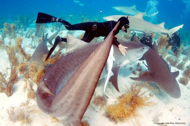 Auto News | Taucher schwimmt mit Haien © Paul Spielvogel