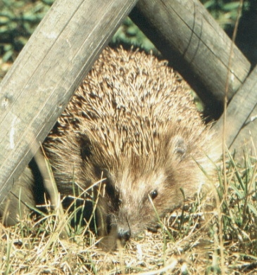 Tier Infos & Tier News @ Tier-News-247.de | Tierfreunde erhalten Tipps bei der Igel-Hotline von Pro Igel e.V.
