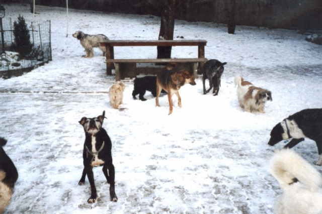Tier Infos & Tier News @ Tier-News-247.de | Hunde lieben Schnee, doch sollten Hundehalter vorsichtig sein