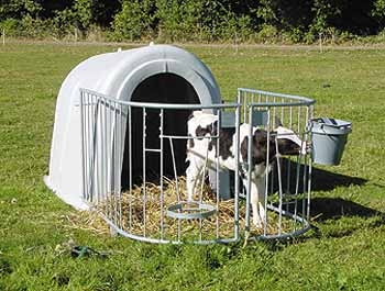 Tier Infos & Tier News @ Tier-News-247.de | K�lberh�tte mit Kalb