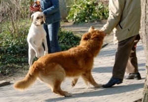 Deutsche-Politik-News.de | hundeschule thommen sacha