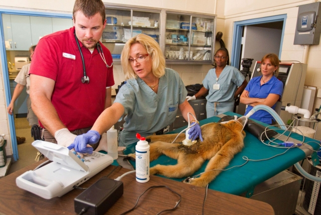 Tier Infos & Tier News @ Tier-News-247.de | Neues Animal Care Center in Busch Gardens Tampa Bay