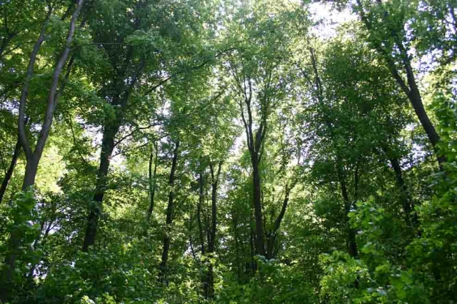 Deutsche-Politik-News.de | Energie-Reservoir mit Klimaschutz-Funktion: der deutsche Wald – Holz trgt als Brennstoff zur Energiewende bei