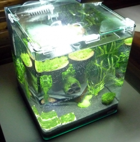 Tier Infos & Tier News @ Tier-News-247.de | Typisches Nano-Aquarium