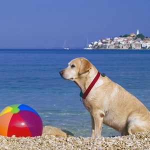 Hunde Infos & Hunde News @ Hunde-Info-Portal.de | Gemeinsamer Urlaub mit dem Hund
