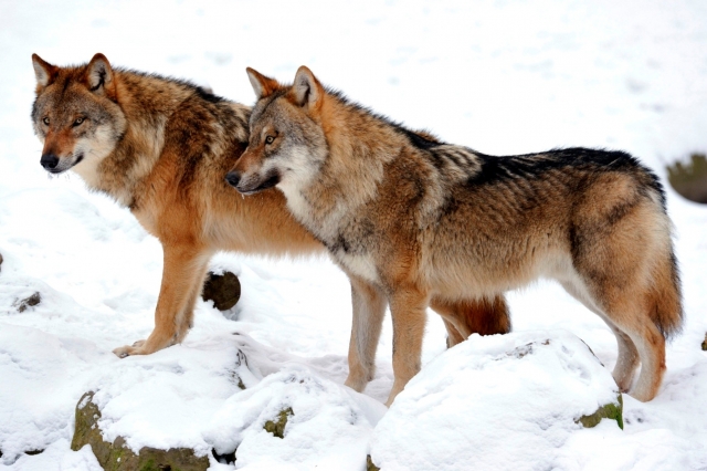 Pflanzen Tipps & Pflanzen Infos @ Pflanzen-Info-Portal.de | Tag des Artenschutzes - Foto: © Ralph Frank / WWF, Wolf (Canis lupus lupus)
