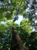 Pflanzen Tipps & Pflanzen Infos @ Pflanzen-Info-Portal.de | Der Stifterwald ermglicht jeden, sich einfach und direkt an der Tropenwald-Aufforstung zu beteiligen