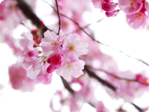 News - Central: Japanische Kirschblte