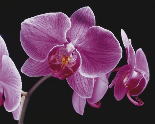 Pflanzen Tipps & Pflanzen Infos @ Pflanzen-Info-Portal.de | Orchideen sind als Mini-Pflanze sehr beliebt