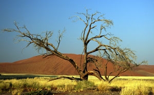 Deutsche-Politik-News.de | Printzipia untersttzt Klimaschutz in Togo