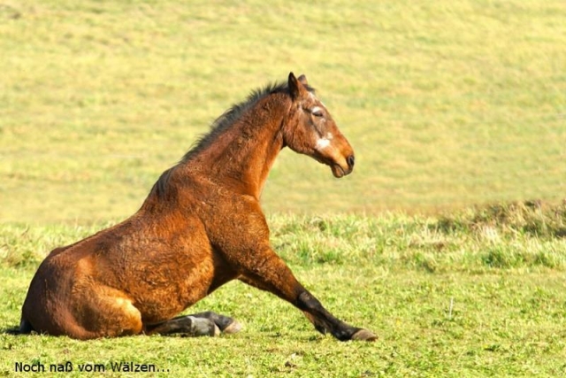 Landwirtschaft News & Agrarwirtschaft News @ Agrar-Center.de | Topfit und noch immer fr eine kleine Showeinlage zu haben: Der 33-jhrige (!) Ringo wurde vom Team des P.R.E. Privatgestts Mningerberg zum „Pferd des Jahres“ gewhlt.