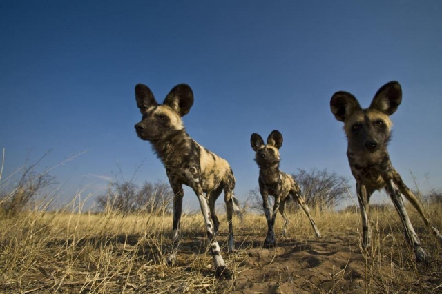 Deutsche-Politik-News.de | Afrikanische Wildhunde - eine hochbedrohte Art. Bald knnten sie fr immer aussterben. 