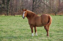 Landleben-Infos.de | Foto: Dieses Pferd ist zu dick.