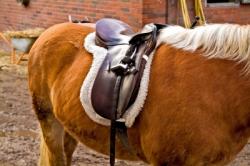 Foto: Wie kann man sich vor Regressansprchen beim Umgang mit dem Pferd schtzen? |  Landwirtschaft News & Agrarwirtschaft News @ Agrar-Center.de