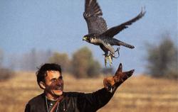 Landwirtschaft News & Agrarwirtschaft News @ Agrar-Center.de | Foto: Natur von ihrer nicht allt�glichen Seite : Ein Falkner >> wirft << seinen Jagdfalken zum Beuteflug. Auf der Fachmesse Jagen-Reiten-Fischen-Offroad stellt der Orden Deutscher Falkoniere die >> J�ger der L�fte << vor.