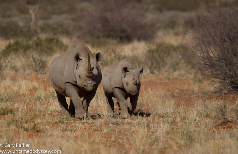 Suedafrika-News-247.de - Sdafrika Infos & Sdafrika Tipps | 