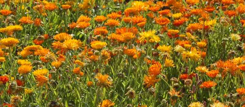 Deutsche-Politik-News.de | Blumenwiese im Arboretum 2013