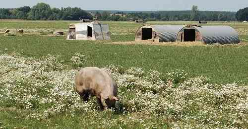 Foto: Bioschweine Brandenburg (Goemnigk) 2015 |  Landwirtschaft News & Agrarwirtschaft News @ Agrar-Center.de