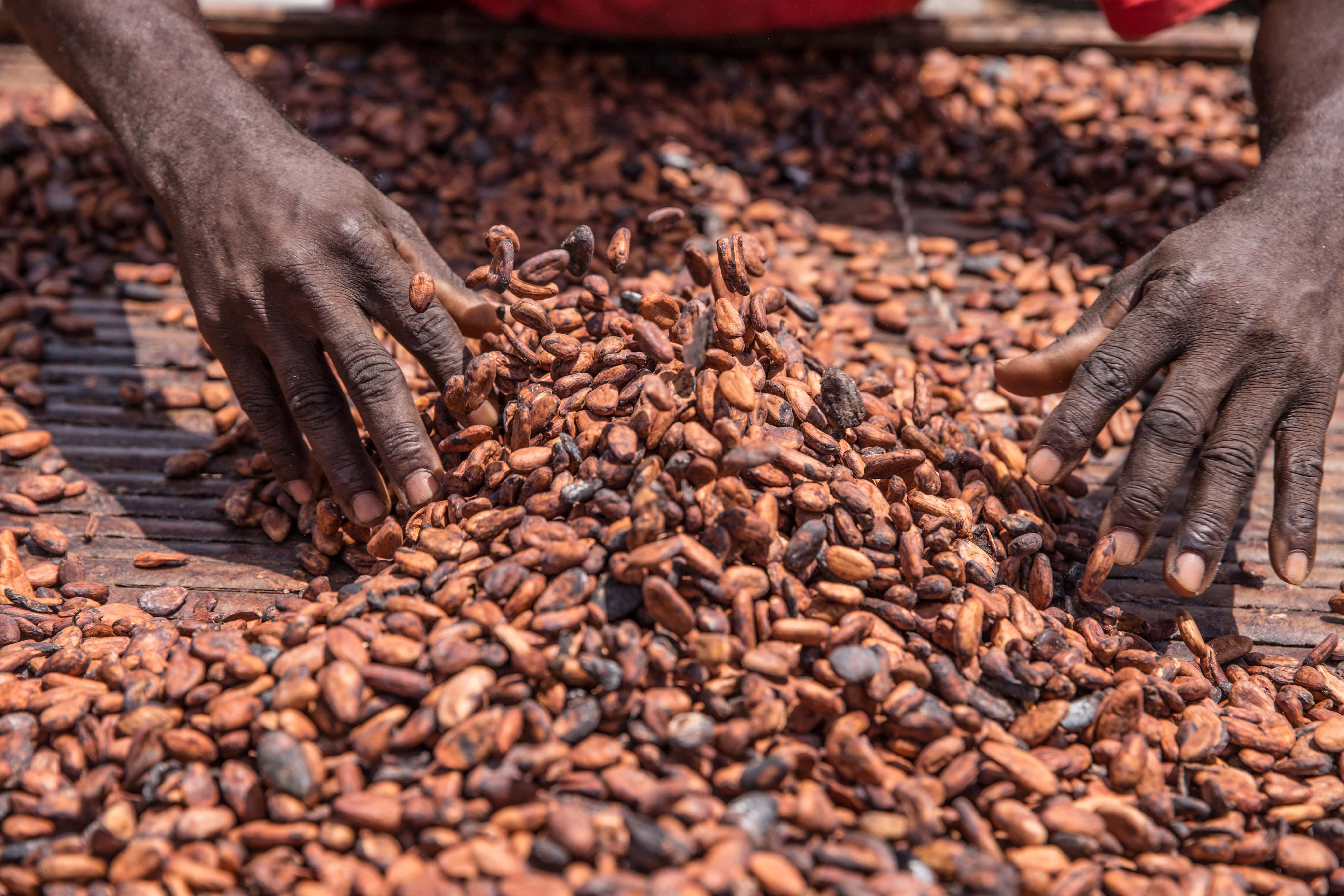Deutsche-Politik-News.de | Cocoa farmer King Baudouin African Development Prize flickr.com