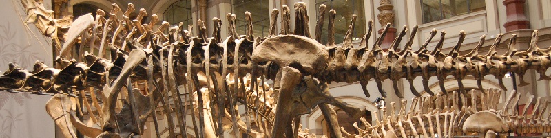 Deutsche-Politik-News.de | Dinosaurier-Skelet im Naturkundemuseum Berlin 2016