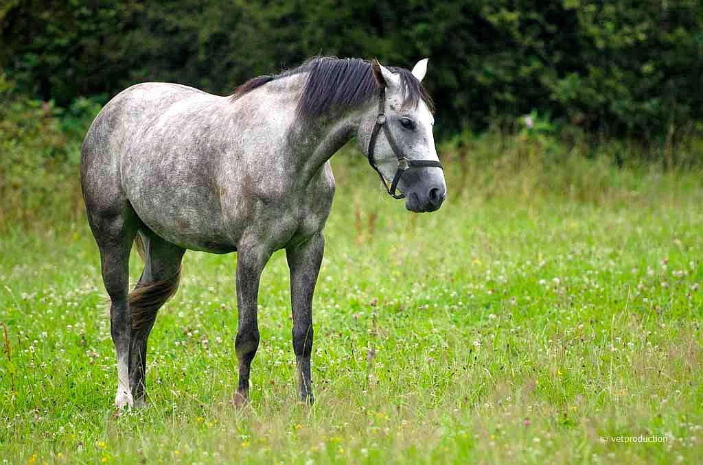 Gesundheit Infos, Gesundheit News & Gesundheit Tipps | Bei Antritt des Wettkampfs darf keine verbotene Substanz im Krper des Pferdes vorhanden sein. Foto: vetproduction