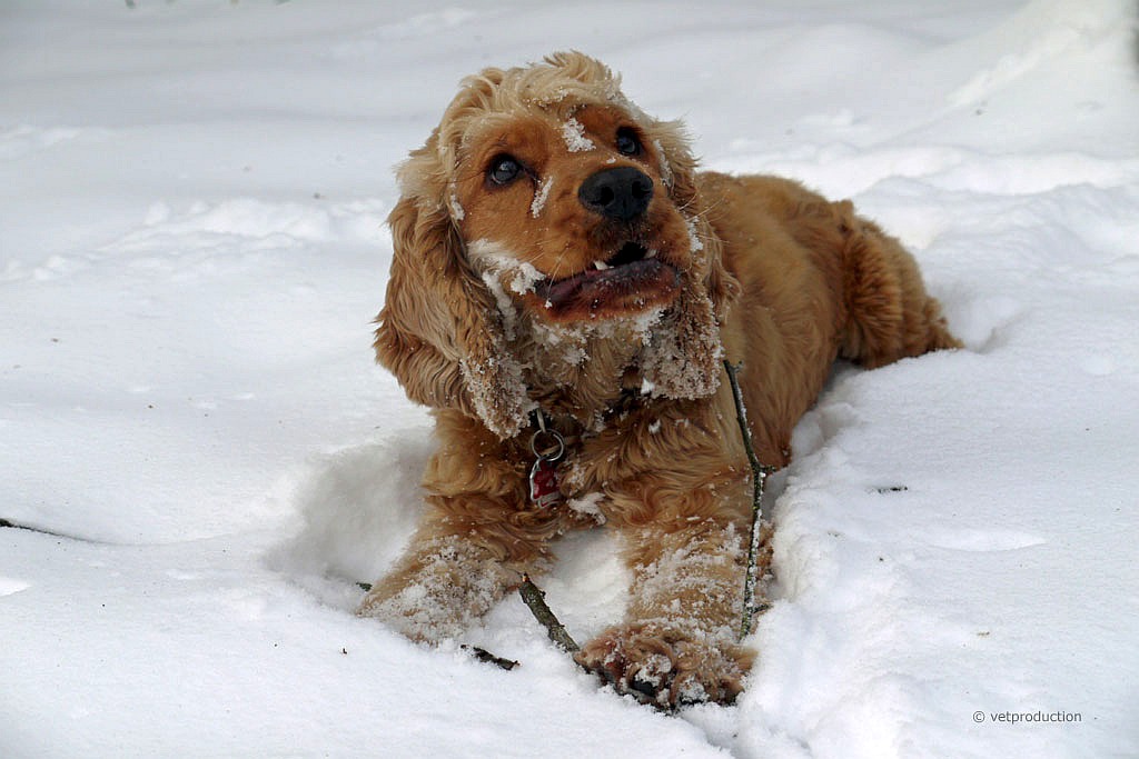 Koeln-News.Info - Kln Infos & Kln Tipps | Viele Hunde frchten sich vor dem Silvesterlrm. Foto: vetproduction